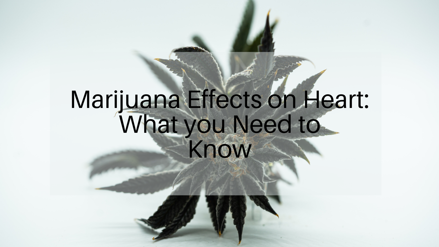 Marijuana Effects on the Heart: What you Need to Know